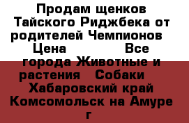 Продам щенков Тайского Риджбека от родителей Чемпионов › Цена ­ 30 000 - Все города Животные и растения » Собаки   . Хабаровский край,Комсомольск-на-Амуре г.